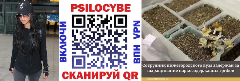 даркнет наркотические препараты  закладка  Полысаево  Галлюциногенные грибы Psilocybine cubensis 