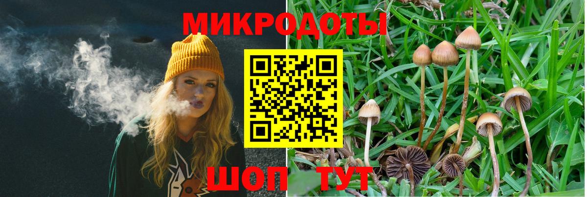 Псилоцибиновые грибы Cubensis Полысаево